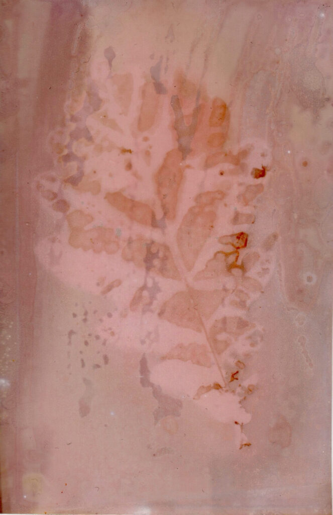 pink leaf artwork by Michaela Lesayova