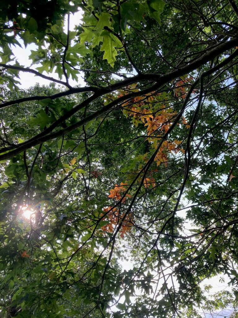 sunlight through branches of a tree some of the leaves are orangey-brown the rest are still green from summer