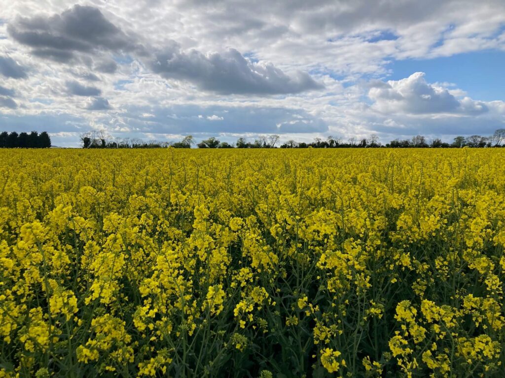 yellow rapeseed field under blue skies with white clouds at beltaine