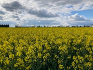 yellow rapeseed field under blue skies with white clouds at beltaine