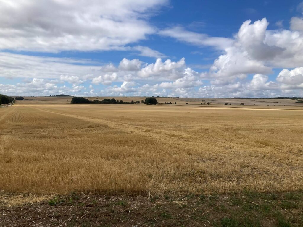 golden field of harvested barley with blue sky and white clouds at lammas time
