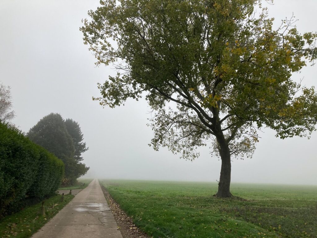 a country road next to a large tree disappears into the fog on samhain
