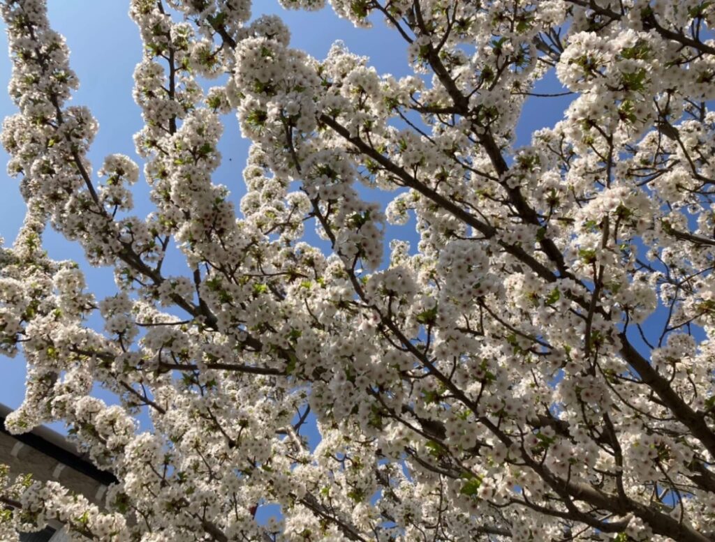 white blossom against a blue sky at spring equinox