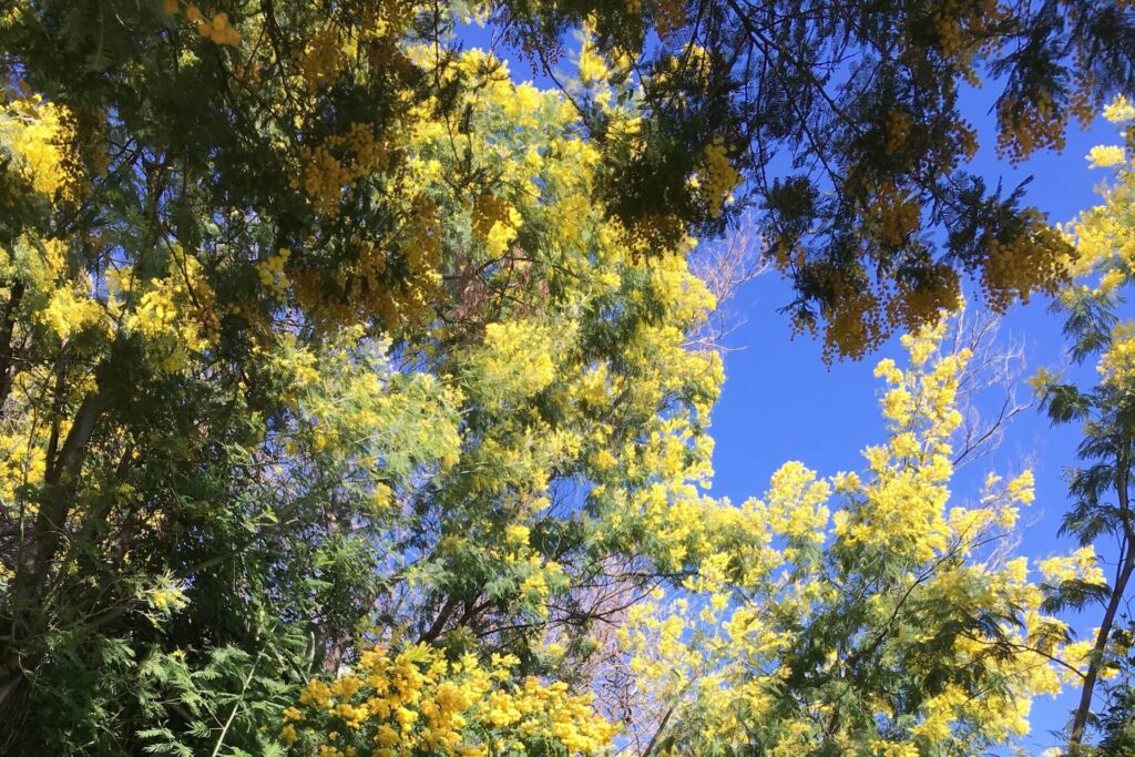 an explosion of bright yellow mimosa flowers with branches in silhouette against a vivid blue sky