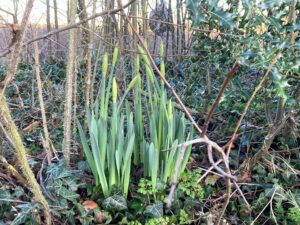 daffodil buds in a hawthorn hedge with holly