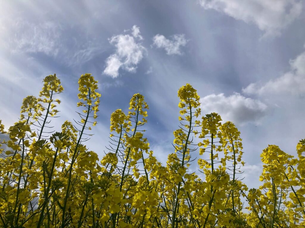 view of rapeseed field against a blue sky with hazy white clouds