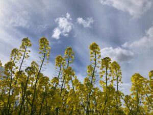 view of rapeseed field against a blue sky with hazy white clouds