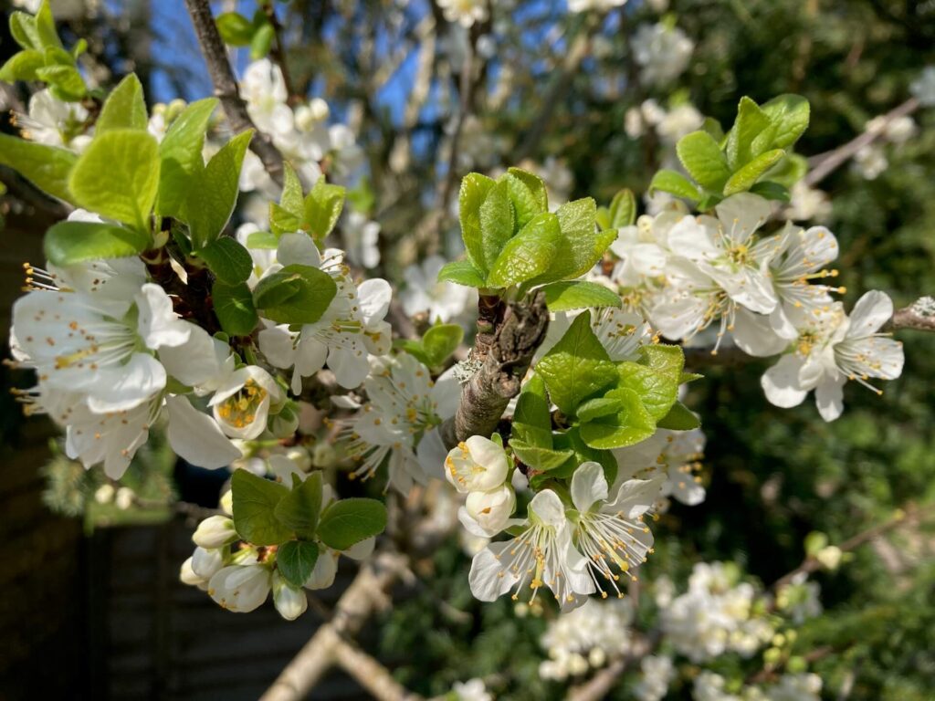 close up of white apple blossom with green leaves