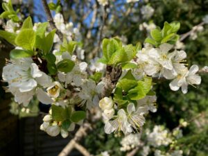 close up of white apple blossom with green leaves